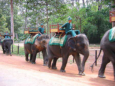 elephantenkarawane_angkor_wat