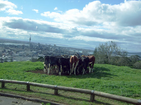 stadtblick_auckland_nz