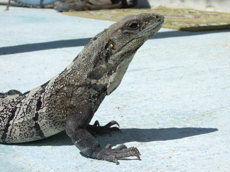 iguana3_caye_caulker_belize