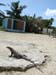 iguana2_caye_caulker_belize