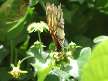 metterling1_charco_verde_ometepe_nic