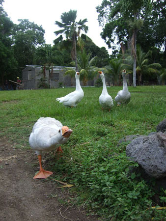 naknak_charco_verde_ometepe_nic