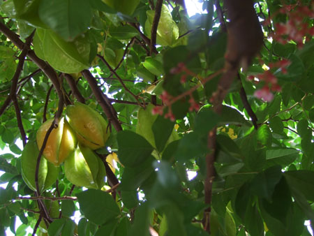 sternfruchtbaum1_charco_verde_ometepe_nic