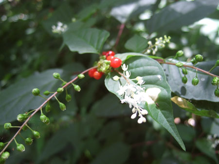 waldbeeren_charco_verde_ometepe_nic