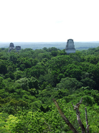 blick_von_mayatempel4_flores_tikal_guat