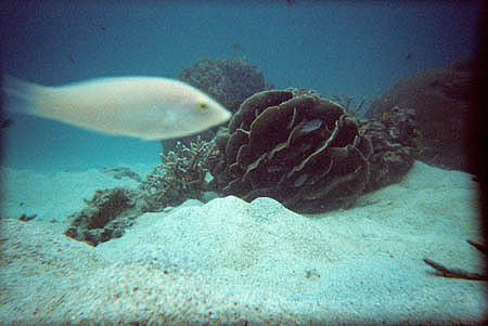 fische1_kohtao