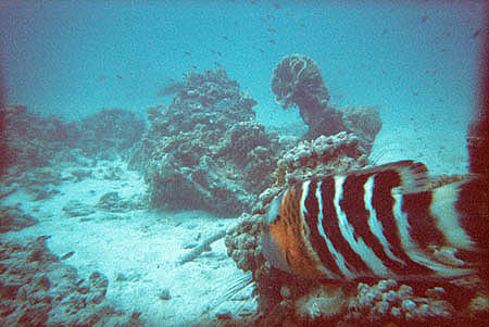 fische3_kohtao