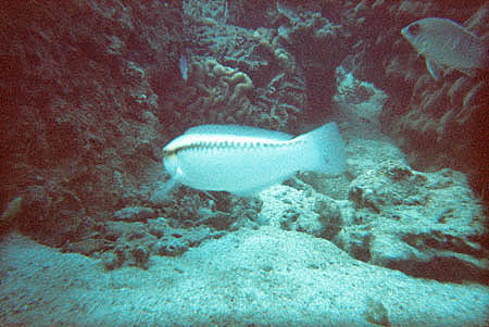 fische5_kohtao