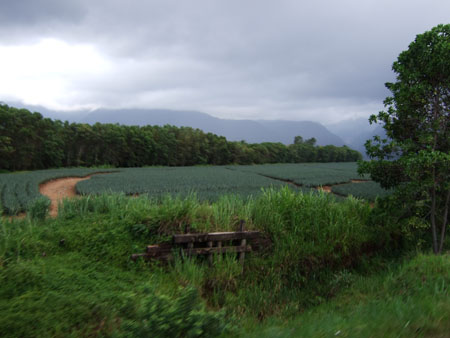 ananasfeld_bus_nach_la_ceiba_hondu