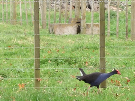 einheim_vogel_dairyfarmnz