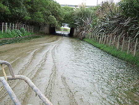 kuhscheisse_farmweg_dairyfarmnz