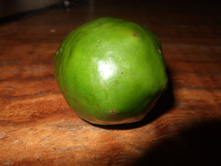 jocotes_monteverde_cr