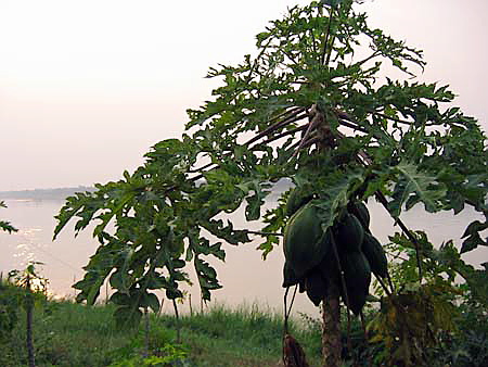 papaya_mekonggarten__nong_khai