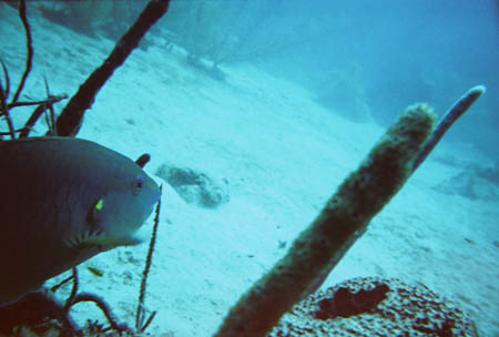 fisch01_tauchen_utila_belize