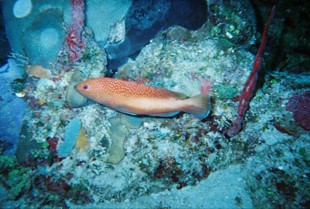 fisch03_tauchen_utila_belize