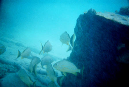 fische01_schnorcheln_utila_belize