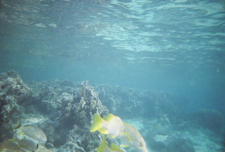 fische02_schnorcheln_utila_belize