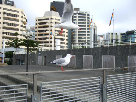 maritim_wellington_nz