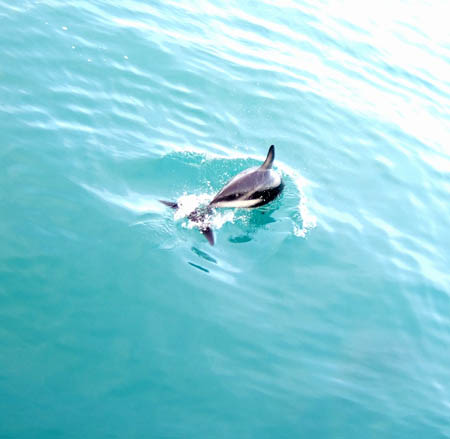 duskydolphins2_whalewatch_nz