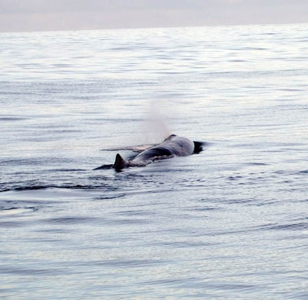 verschnaufen_whalewatch_nz